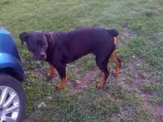 Fotos de perros